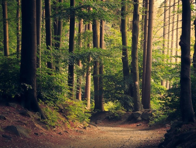 Forest path with tall trees and golden sunlight through the canopy